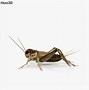 Image result for Insect Cricket Artwork