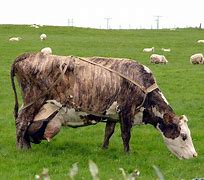 Image result for Akaushi Cattle