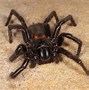 Image result for Sydney Funnel-Web Spider Bite