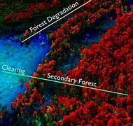 Image result for Forest Remote Sensing