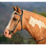 Image result for Beautiful Horse Bridles