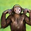 Image result for Monkeys Funny Live Wallpaper