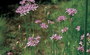 Image result for Allium unifolium