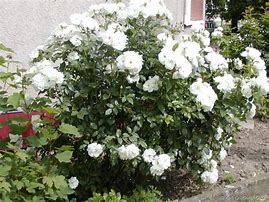 Image result for Rosa (F) Schneewittchen