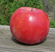 Image result for Red Flesh Apple