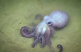 Image result for Human Baby Iwith Octopus Head