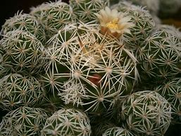 Image result for Campethera maculosa