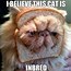 Image result for Treat Cat Meme