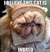Image result for Wilfred Cat Meme