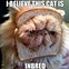Image result for Cat Memes Pinsert