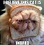 Image result for Cat Meme Formats
