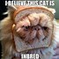 Image result for Unhinged Cat Memes