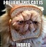 Image result for Cat Ruler Meme