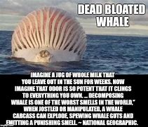 Image result for Ascended Whale Meme