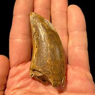 Image result for Tyrannosaurus Tooth