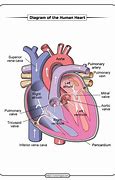 Image result for Facts About the Human Heart for Kids