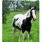 Image result for A Gray and White Paint Horse