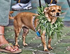 Image result for Hunt with Dog with Marijuana Cat