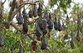 Image result for Bat Bat Fruit