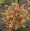 Image result for Xanthoceras sorbifolium HAPPY Orange