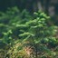 Image result for Green Nature Phone Wallpaper