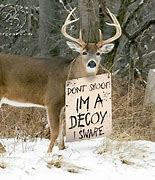 Image result for Funny Deer