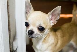 Image result for Happy Thursday Chihuahua