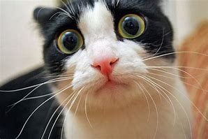 Image result for Cat Memes Download