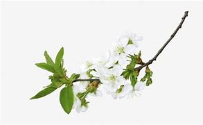 Image result for White Flower Branches