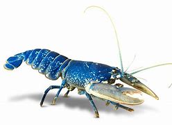 Image result for Lobster Shrimp Animal