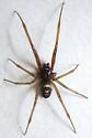 Image result for False Black Widow Spider