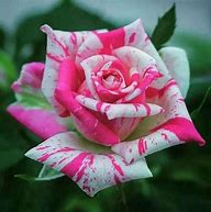 Image result for Double Colored Flowers