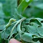 Image result for "cabbage-looper"