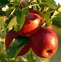 Image result for Apple Orchard California