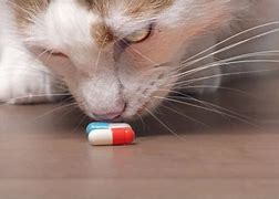 Image result for Cat Medication Clip Art