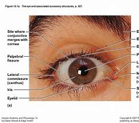 Image result for Double Eyelid Case