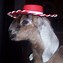 Image result for Animals Wearing Hats