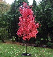 Image result for Autumn Blaze Red Maple