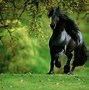 Image result for Beautiful Horse Wallpaper
