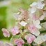Hydrangea macrophylla Summer Love に対する画像結果