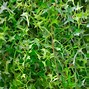 Image result for Different Types of Ivy Houseplants