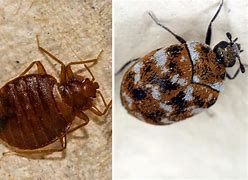 Image result for Bed Bug vs Carpet Beetle Larvae