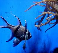 Image result for Coral Reef Fish Clip Art