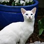 Image result for White Cat Fur
