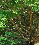 Image result for Lagerstroemia Glendora White