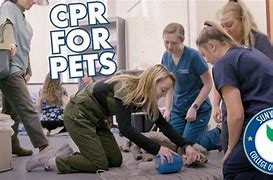 Image result for Vet Booties for CPR