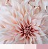 Image result for Blush Rose Flower