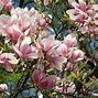 Image result for Rose Tree PA