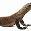 Image result for What Is the Biggest Type of Lizard