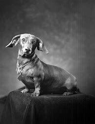 Image result for Antique Dog Portraits